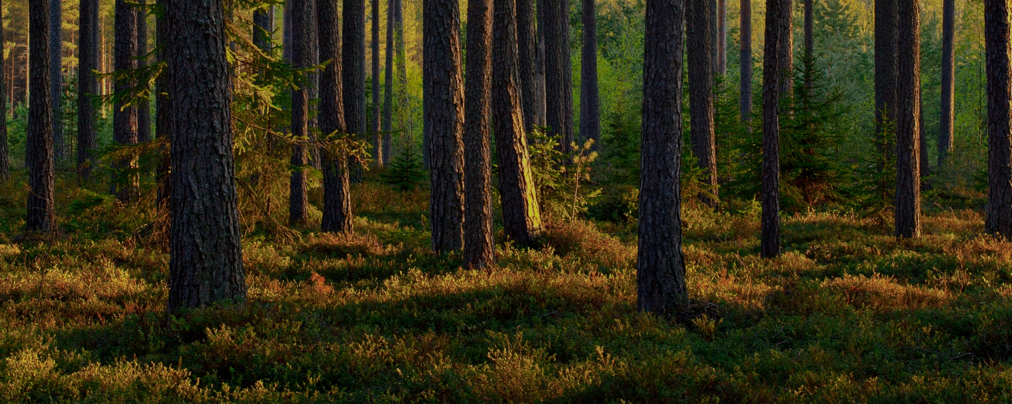 Kuutio.fi-puukauppapaikan ja Etämetsänomistajien Liiton Metsäverowebinaari 15.2.2024