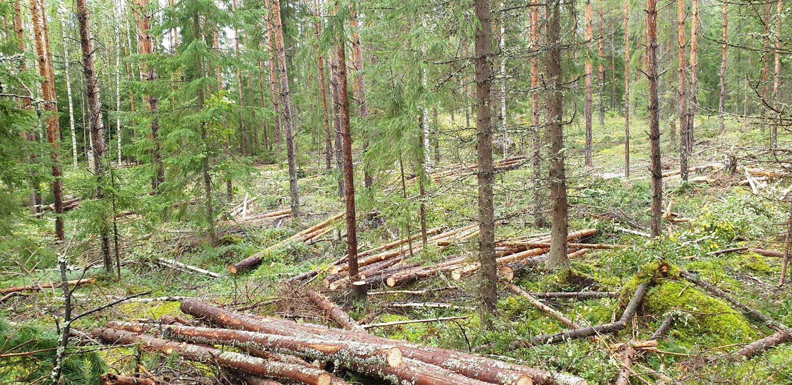 Harvennushakkuun jälkeä ennen kuin kaadetut puut on ajettu metsästä pois