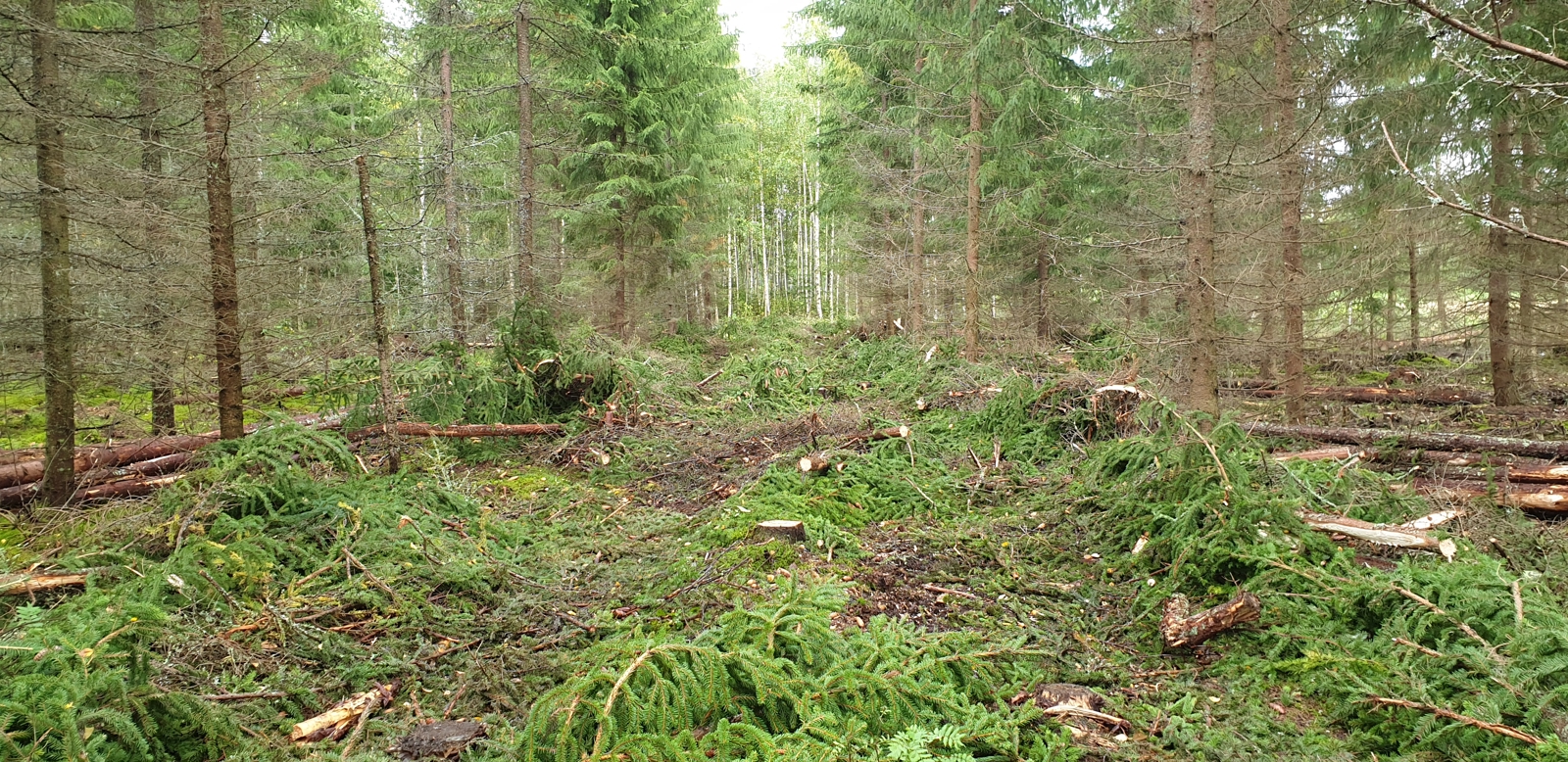 Havutettu harvennushakkuun ajoura kuusikossa
