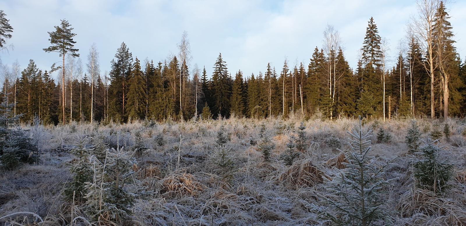 Varhaisperattu kuusentaimikko